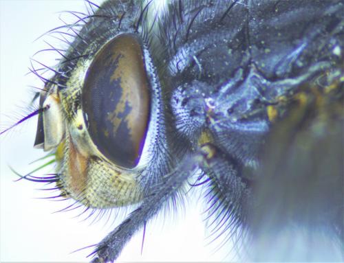 Calliphora vicina